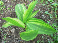 /album/fotogalerie-nabidka/convallaria-keiskei-shiro-shima-fu-jpg/